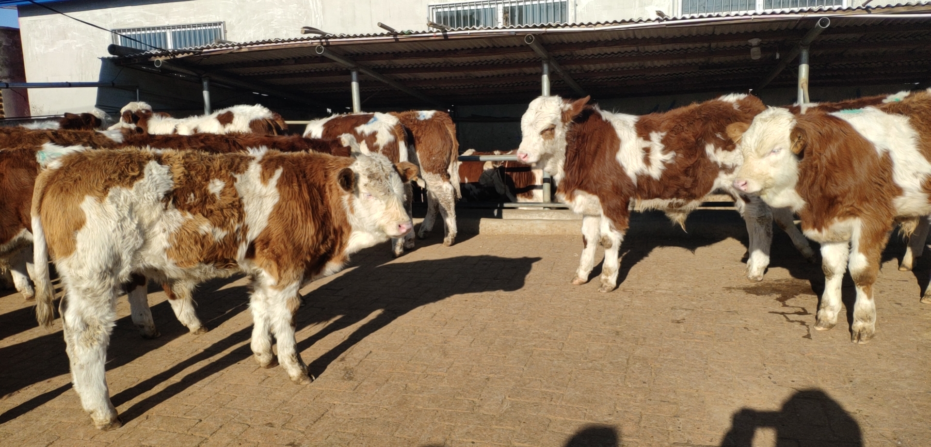 今年牛价会崩盘，还是会继续上涨？