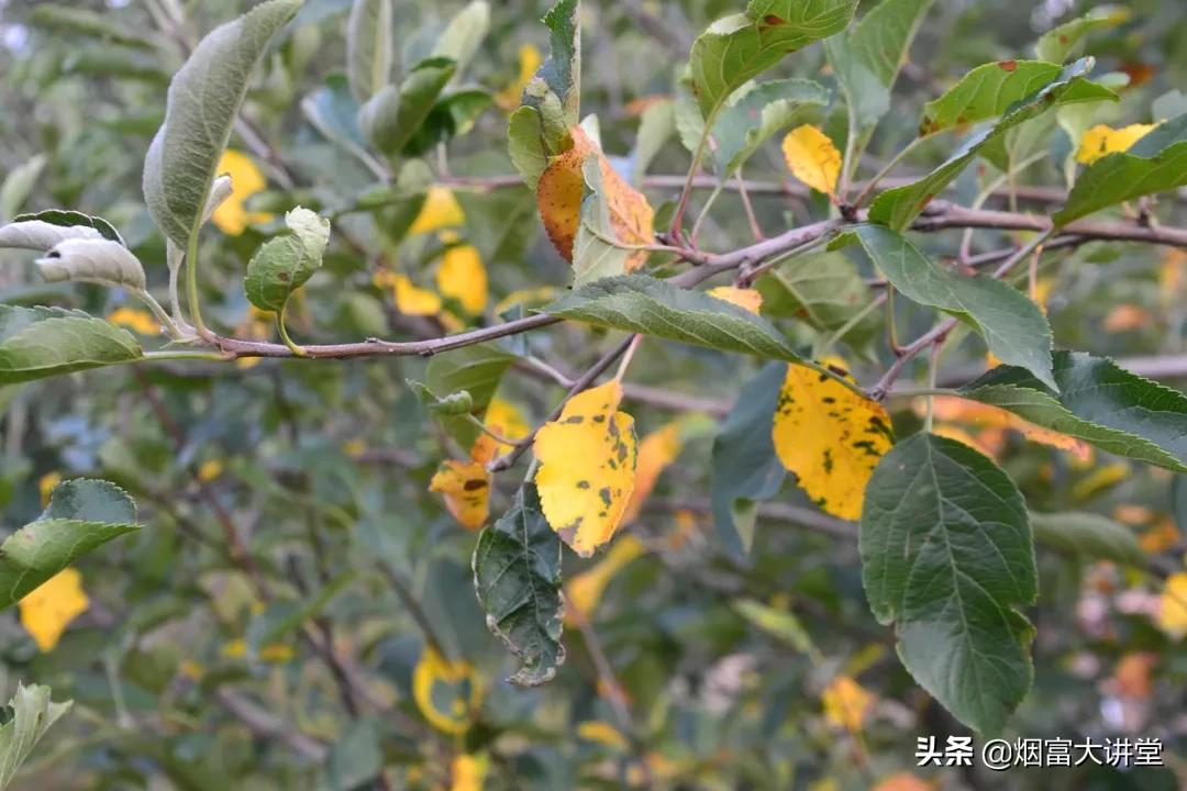 红富士脱袋前重点做好清园