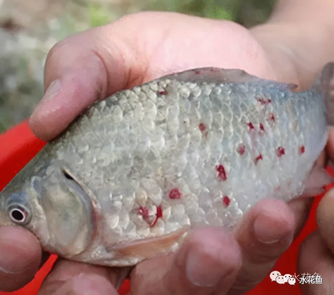 魚類常見(jiàn)寄生蟲病：使用中草藥和常見(jiàn)植物的殺蟲方法