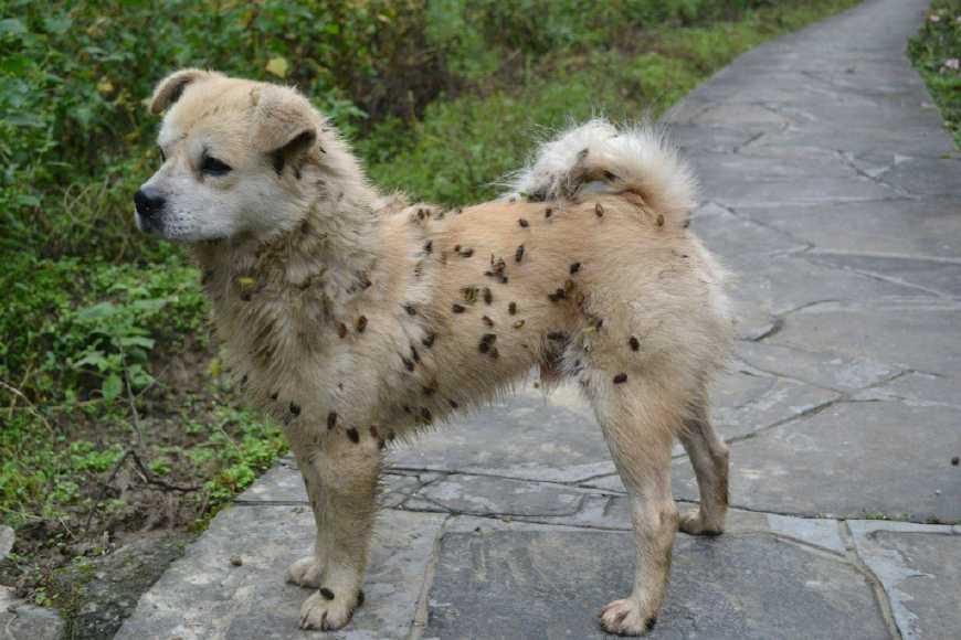 苍耳挂在小狗的身上比如苍耳,鬼针草,蒺藜等.