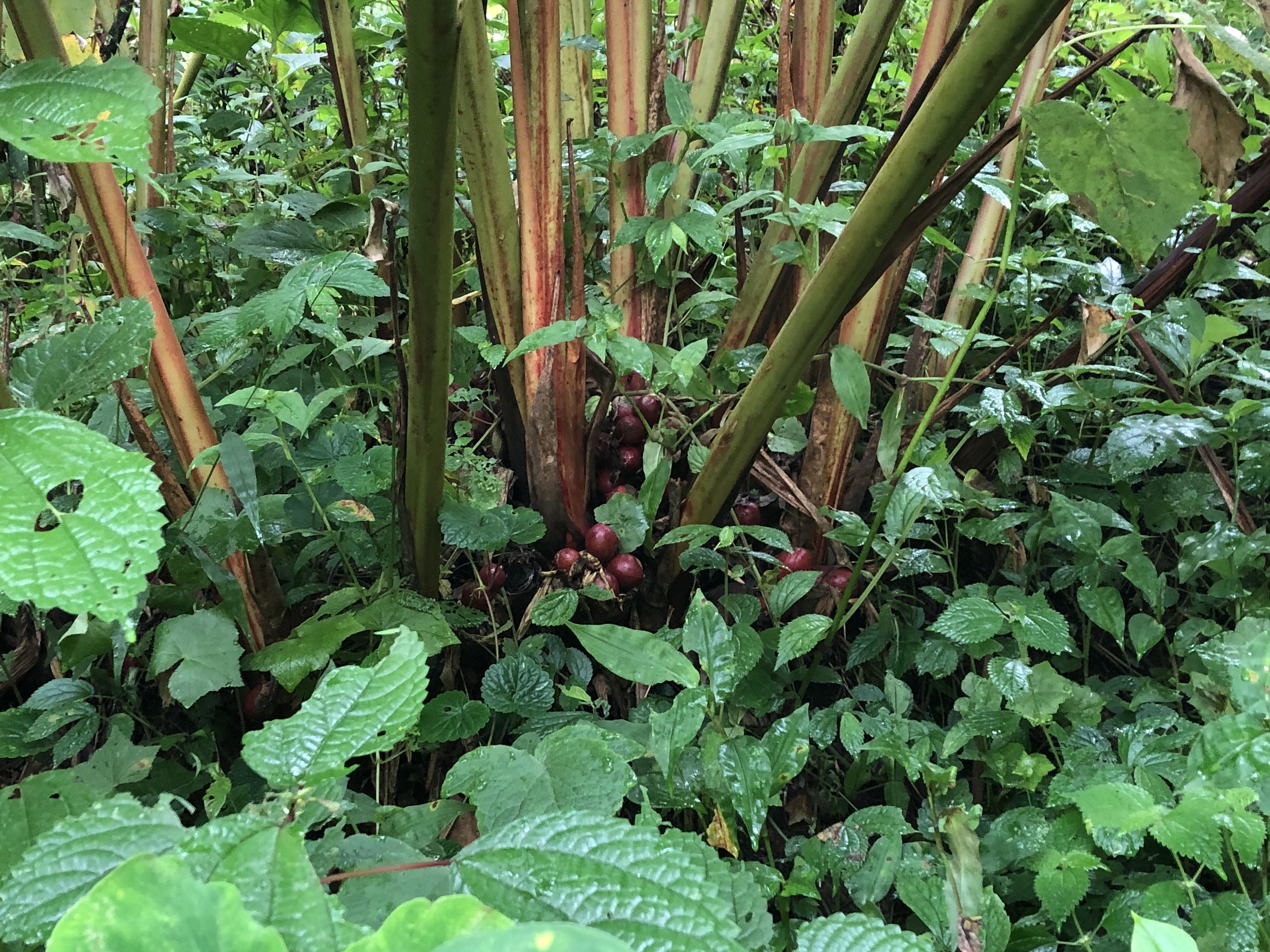 云南省怒江福贡县：小草果，大产业