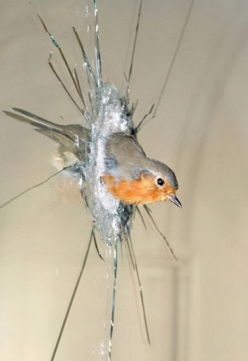Why do birds hit glass? Hundreds of millions of birds die from hitting