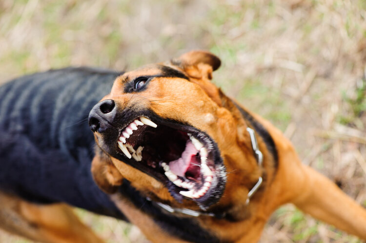 狂犬病发作太可怕，致死率100%！这些救命知识，一定要早知道