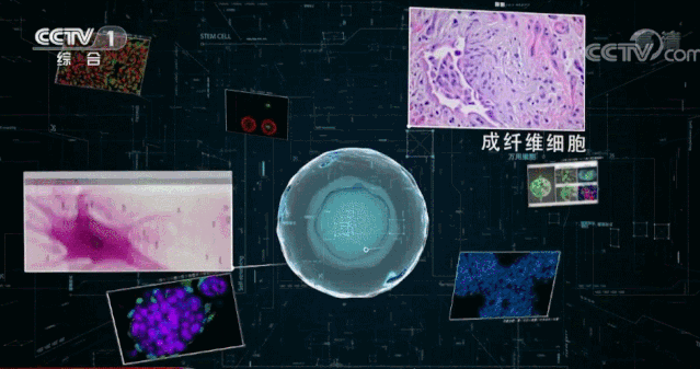 央视CCTV | 周琪院士：揭秘干细胞的神秘之处