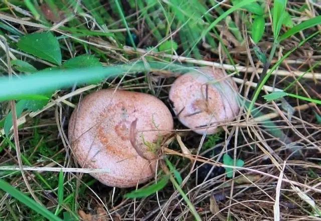 農村常吃的40種· 野菜，能治病能解饞，你吃過幾種呢？