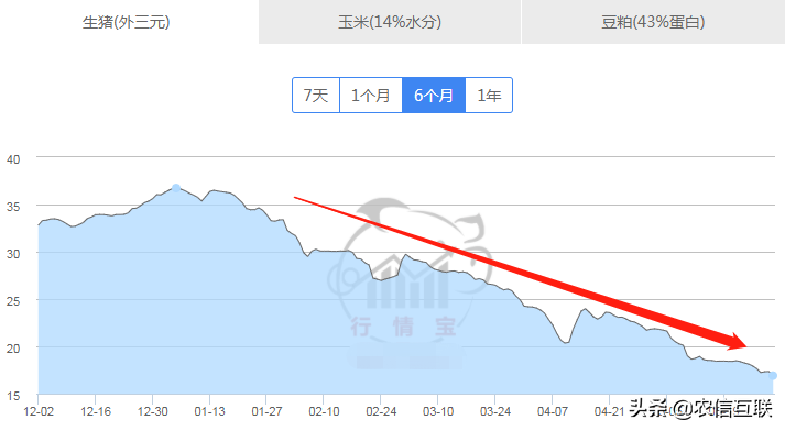 最新玉米、猪价预警：猪价腰斩，一头猪亏上千元！玉米行情已更新
