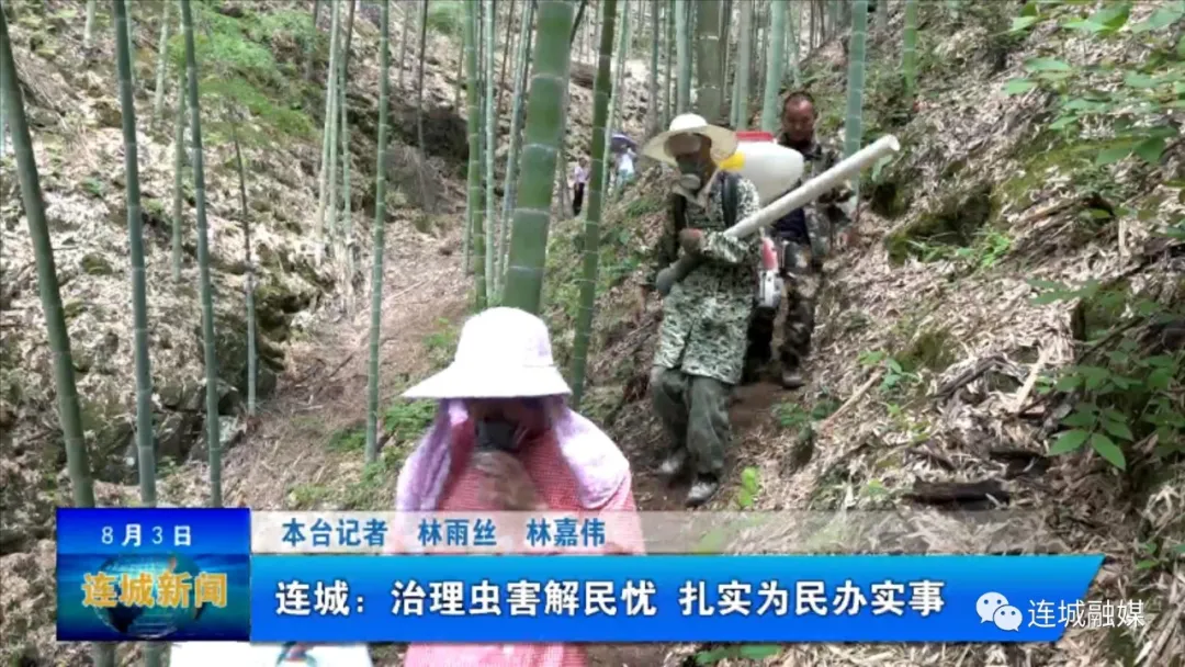 连城：治理虫害解民忧 扎实为民办实事