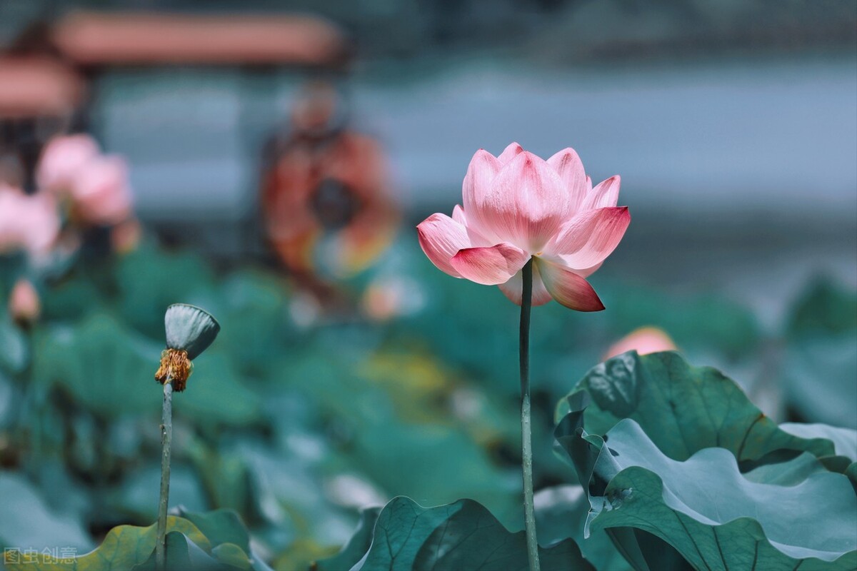 几时归去，做个闲人，与岁月柔情相待，与时光执手言欢-第1张图片-诗句网