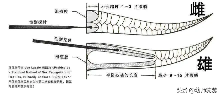 被蟒蛇活吞后，能用刀划破蛇肚子逃生吗？