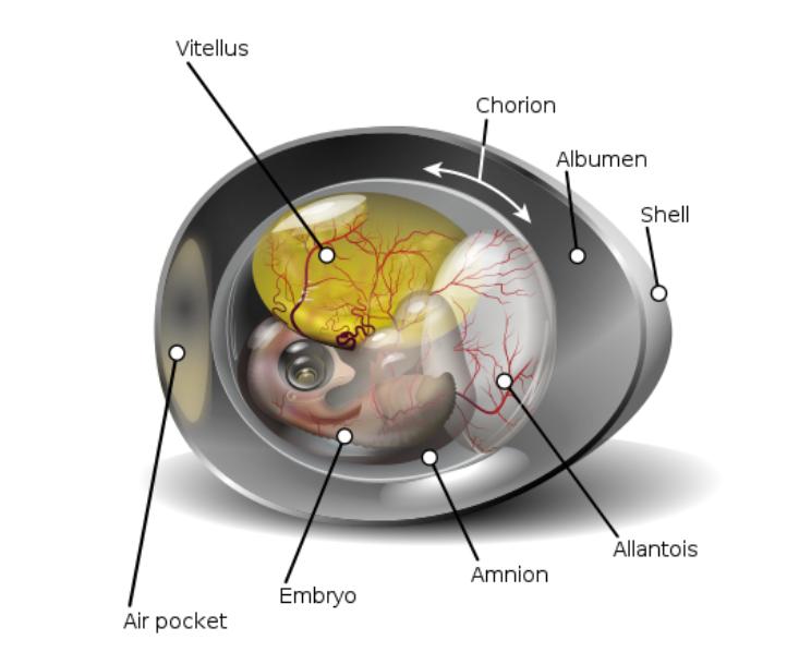 What happens when you poop in an egg? iNEWS