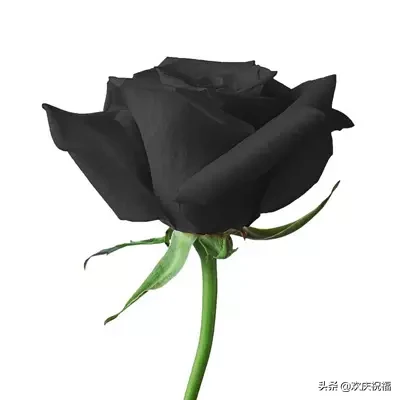 祝福语|正月初十一祝福语图片 一心一意的祝福送给你祝您一生幸福一世平安