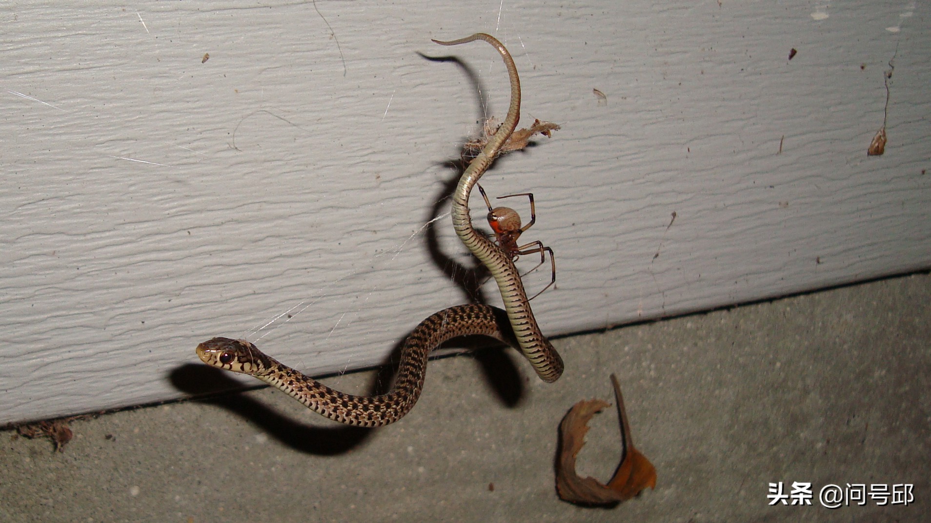 Fighting with poison: poisonous spiders are tasting the feast of poisonous snakes