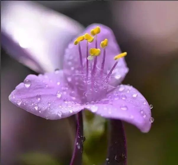 160種· 奇花異草，絕對有你沒見過的！ 「下部分」