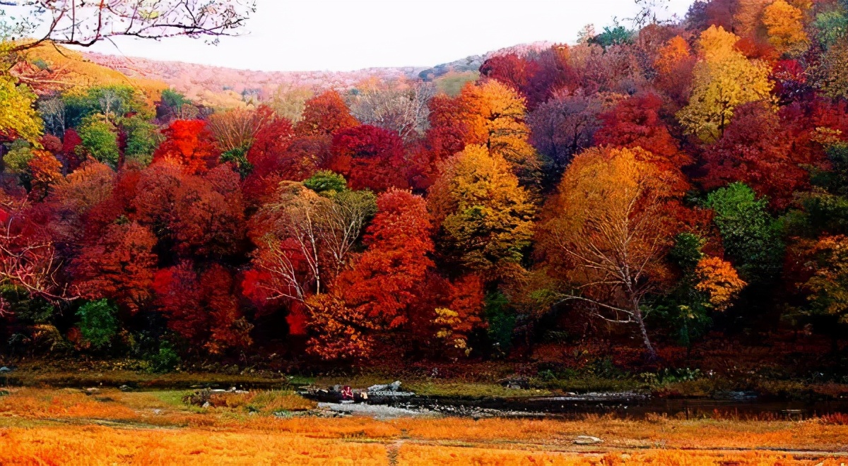 Missing these 14 maple viewing areas in November is equivalent to missing the entire autumn