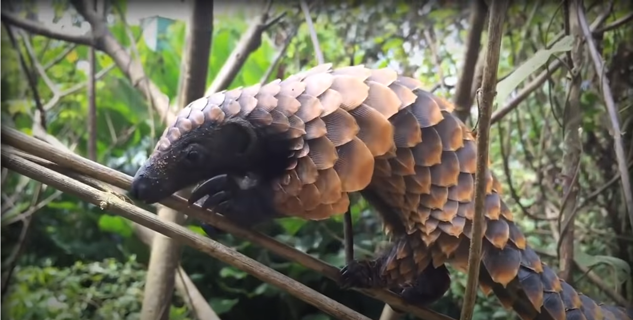 被吃成國家一級保護的動物，究竟該誰為它們買單？