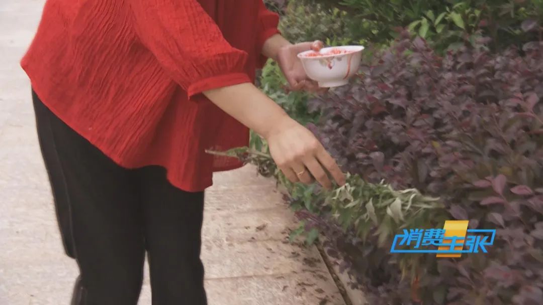 端午佳节粽飘香！来湖南、广东，品粽子，感受