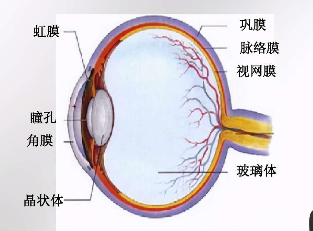 他們為何將眼球紋成黑色？瞳孔還有天生紅色？