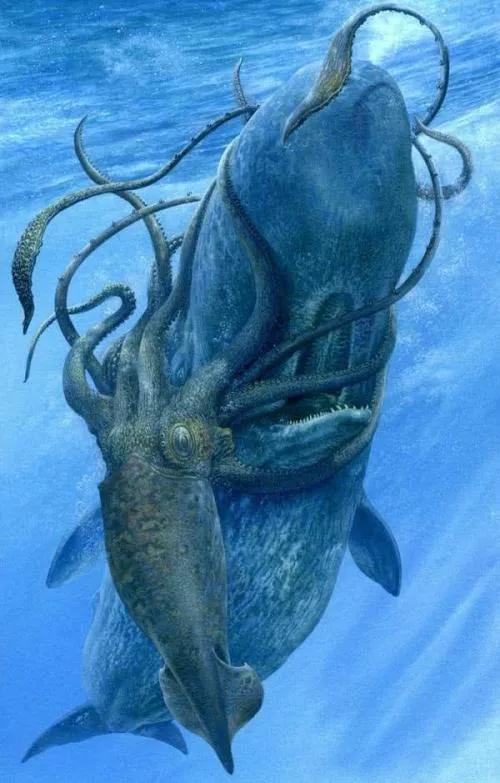 章鱼鱿鱼乌贼的区别