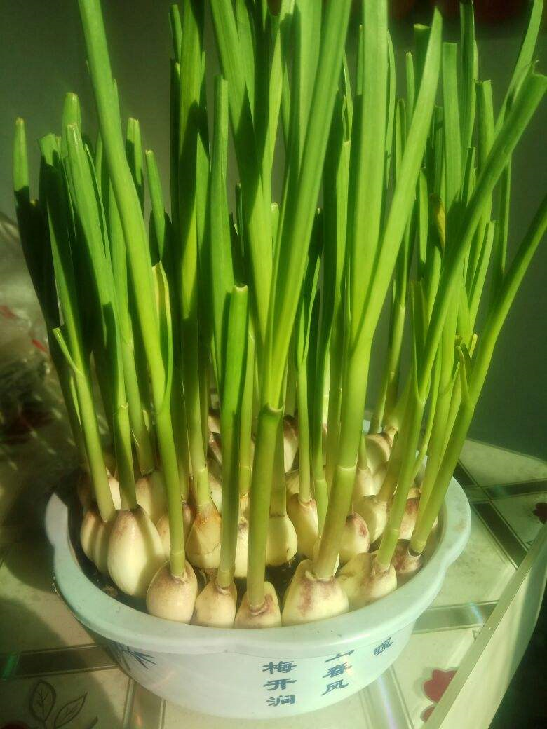 原来发蒜苗这么容易一个花盆几瓣蒜喷点水就能猛长