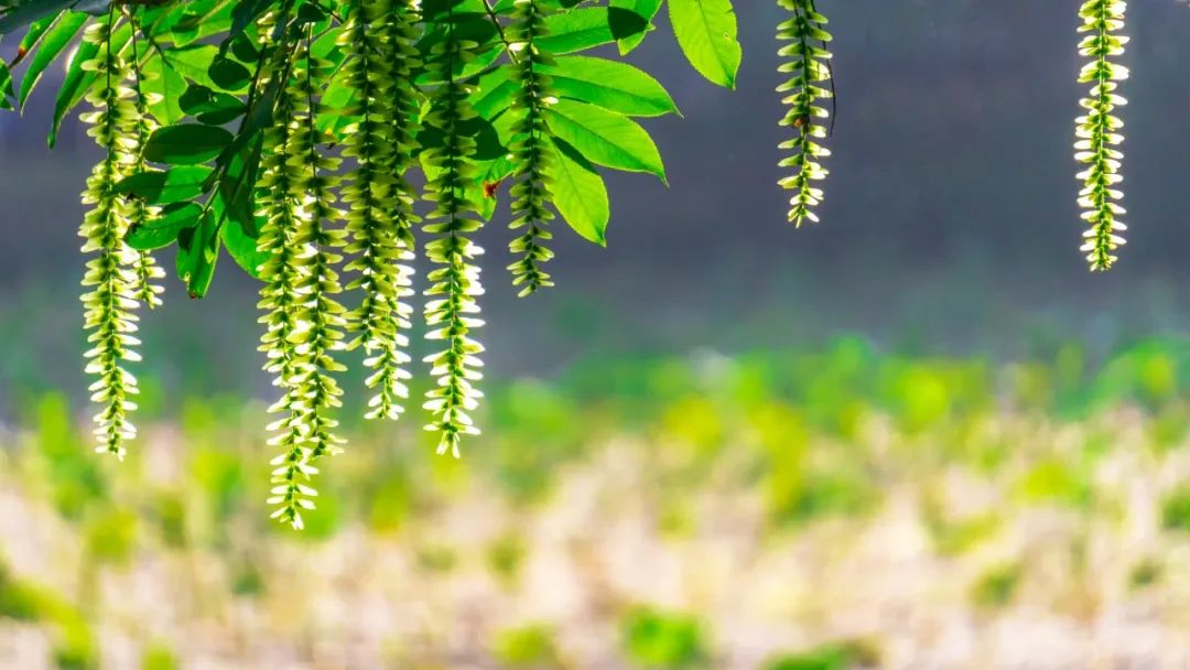 立夏的六种美：风暖人间草木香，绿树阴浓夏日长-第2张图片-诗句网