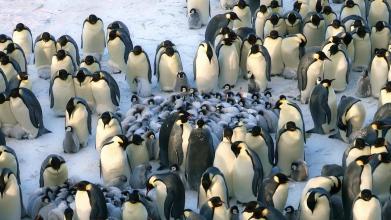 企鵝蛋竟然是由雄性孵化？企鵝爸爸不吃不喝兩個月，過程極為艱辛