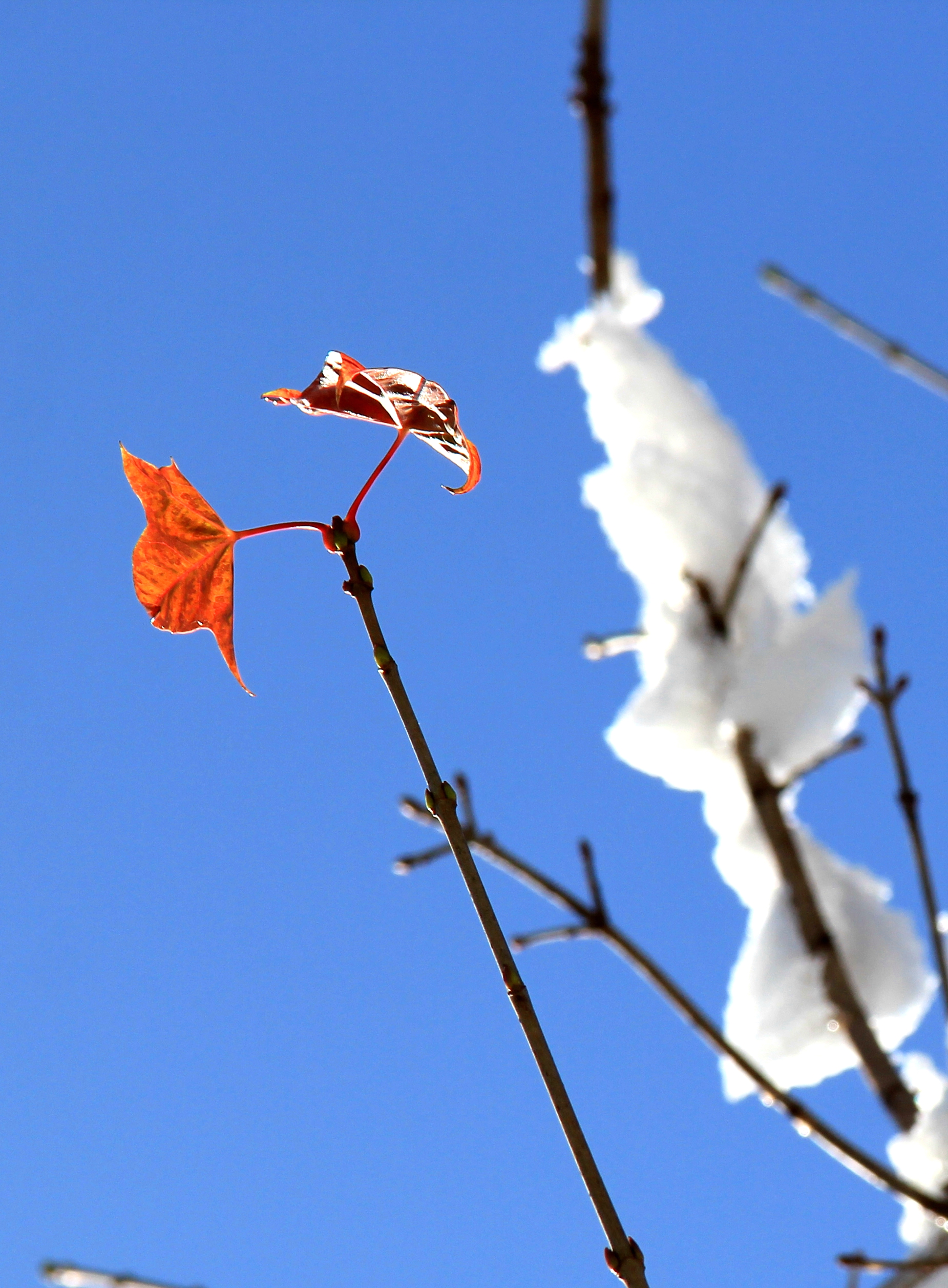 Snowed Bai Yunshan, had you seen? 