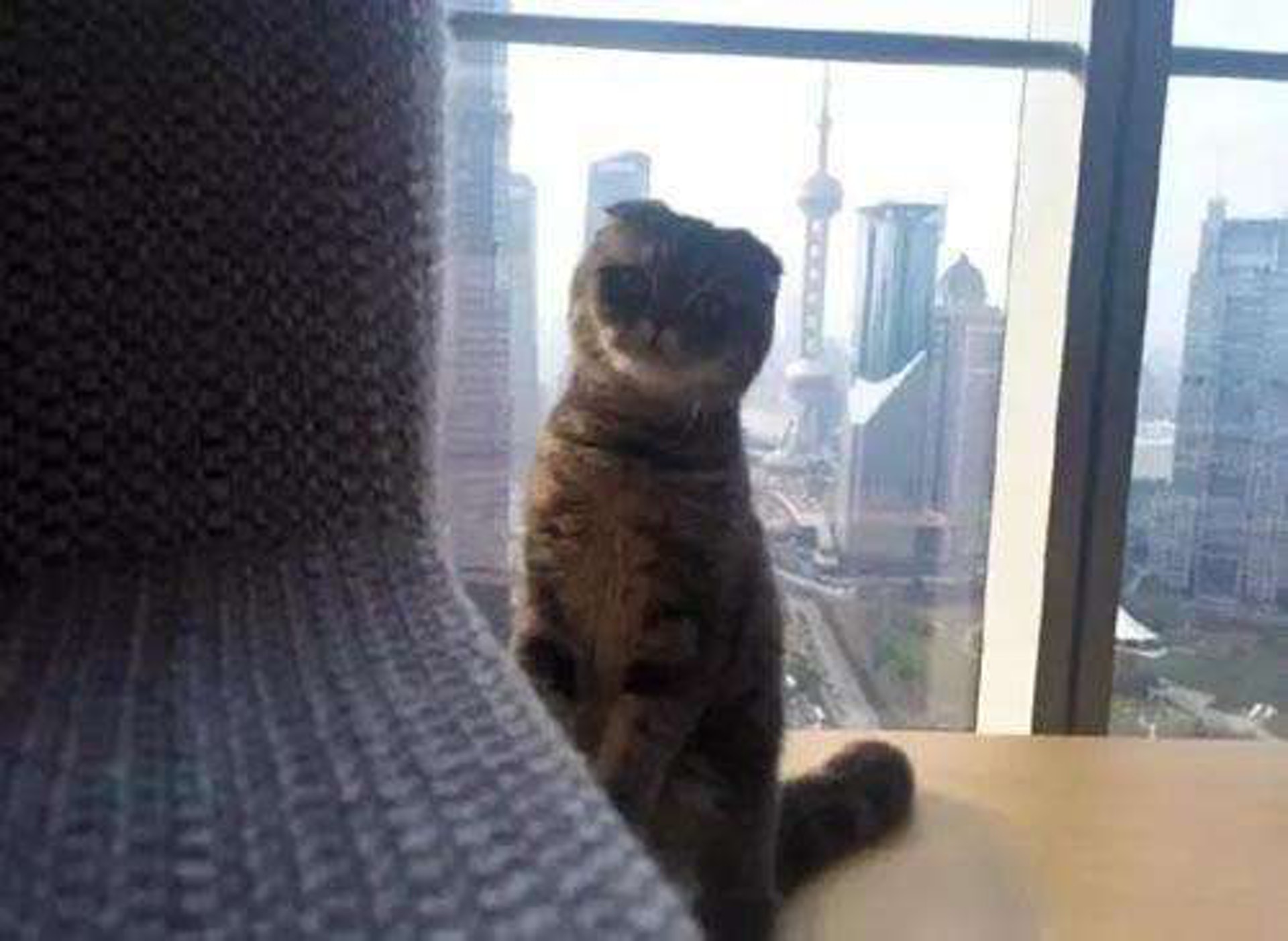 Angelababy上亿豪宅客厅曝光，放巨型猫笼！对猫这么好为何被骂