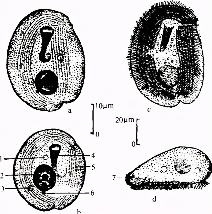 4,杯体虫:鳃丝压片镜检即可确诊;5,指环虫:鱼体分泌大量黏液,鳃瓣浮肿