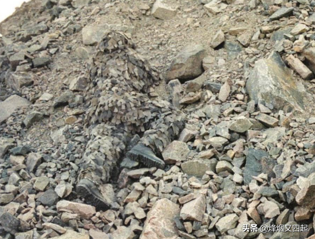 狙击手在沙漠中伪装，找出3个是行家，全部找出