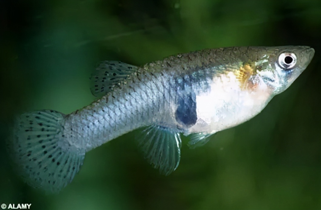 食蚊鱼青鳉图片