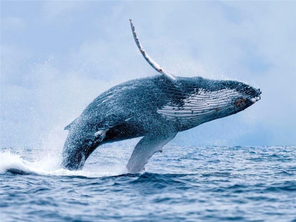 为什么鲸鱼会跃出水面然后再重重地摔进海里