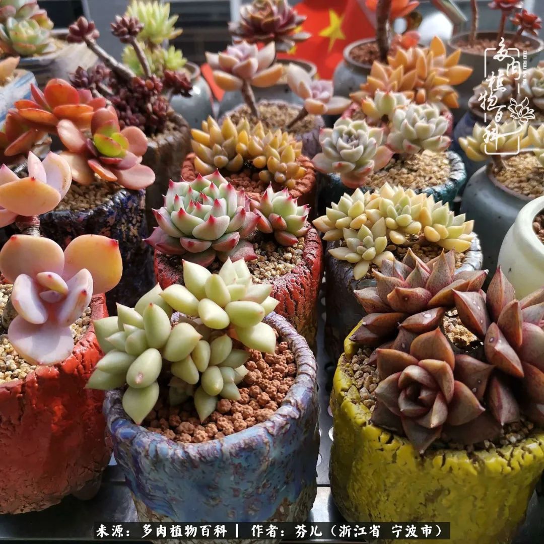 春湧江南庭中綠 風梳多肉一輪蘇 多肉植物百科 Mdeditor