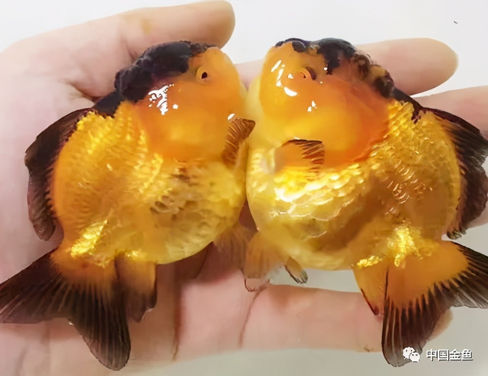 金魚人工授精這塊詳細的操作方法_中國觀賞魚- MdEditor