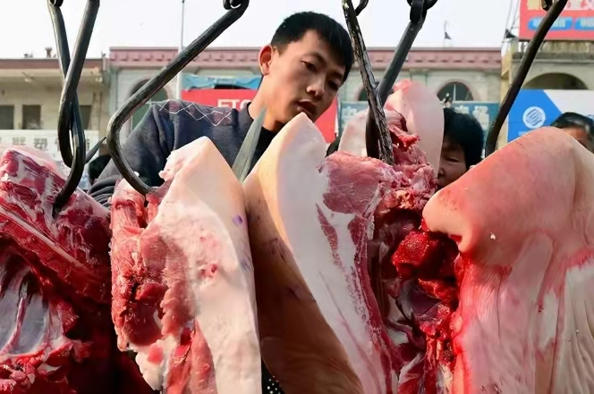 Pig price rose to be sent greatly! 36.58 yuan / kilogram, can pig price, flesh price still continue to go up greatly? 