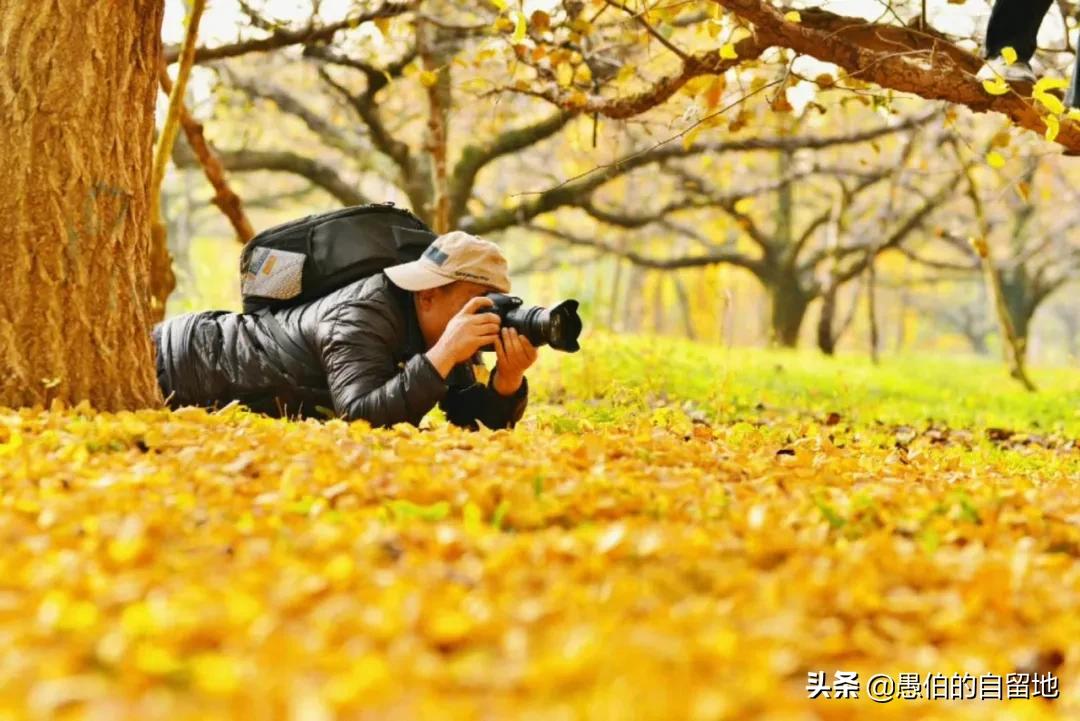 中国最美乡村“银杏时光隧道”，一个在徐州，一个在砀山的葛集镇