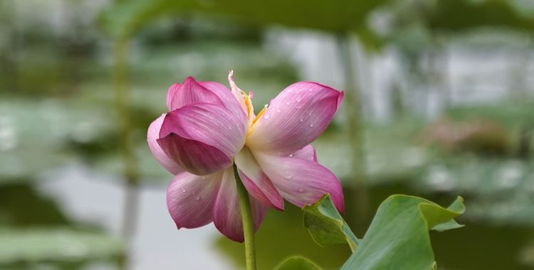 听荷莲花池，觉着有一种别样的诗意 文/李武兵 摄影/王名才