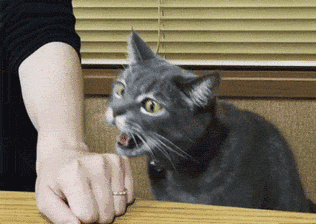 刚到家的小猫咪，一直咬人、抓人咋办？你需要了解一下