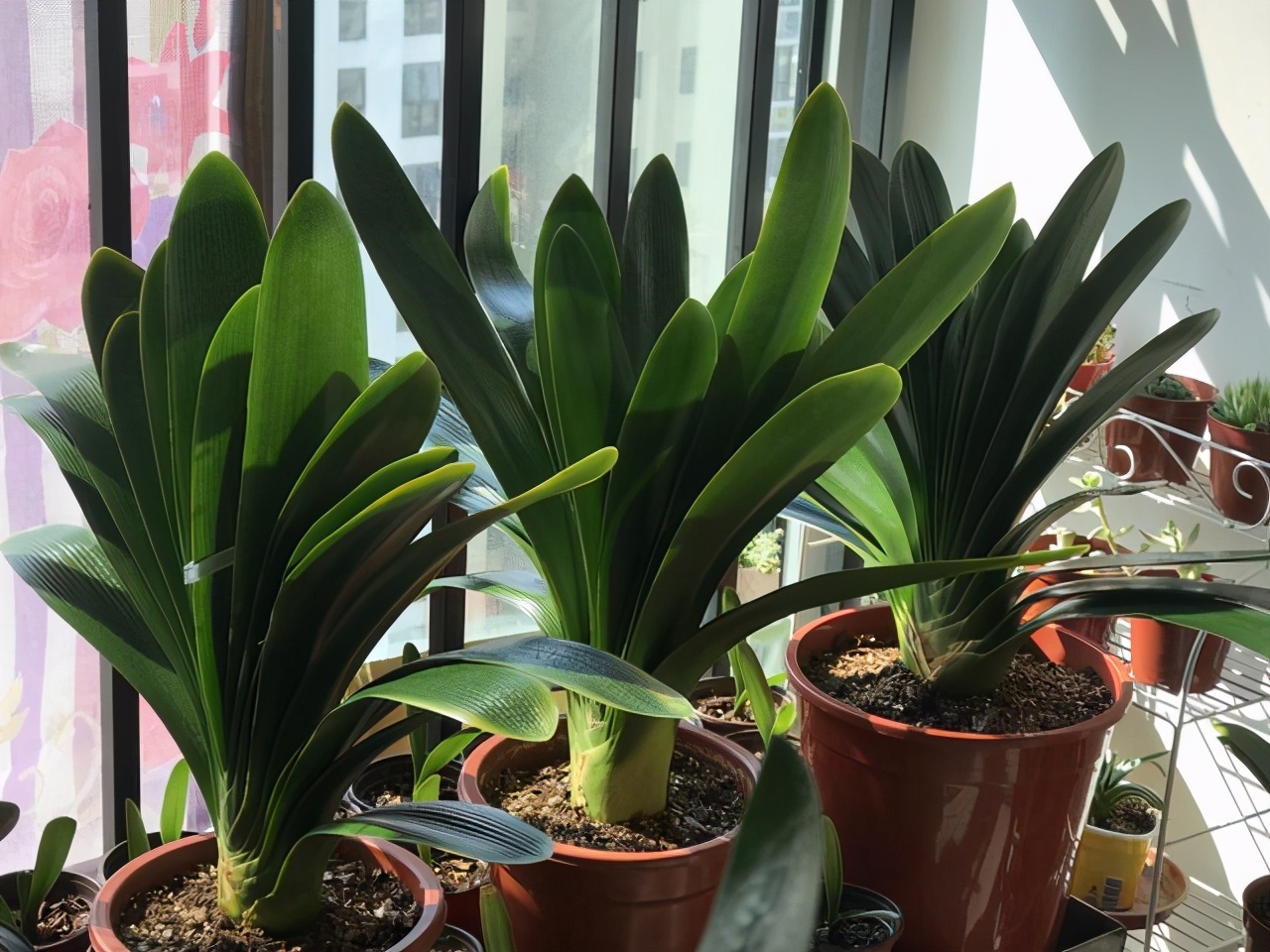 5 kinds of beautiful flowers, "woke up" in September, fertilize the