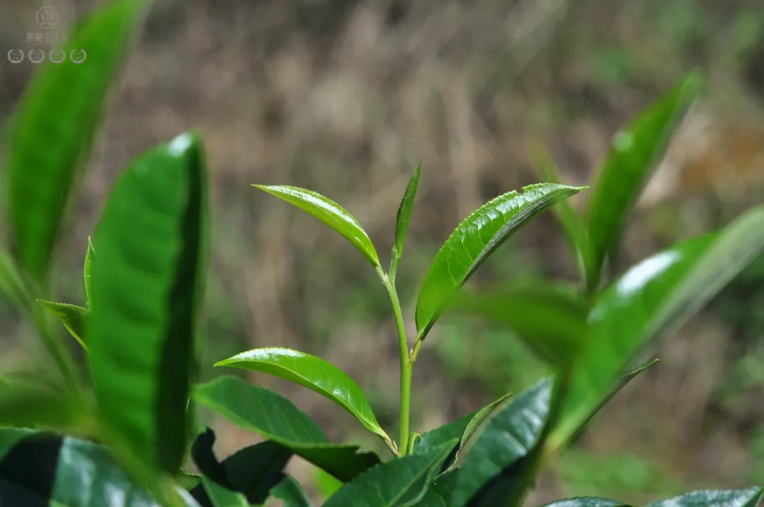 布朗山的茶，有什么特点？