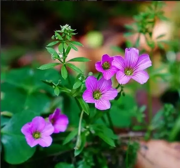 160種· 奇花異草，絕對有你沒見過的！ 「下部分」