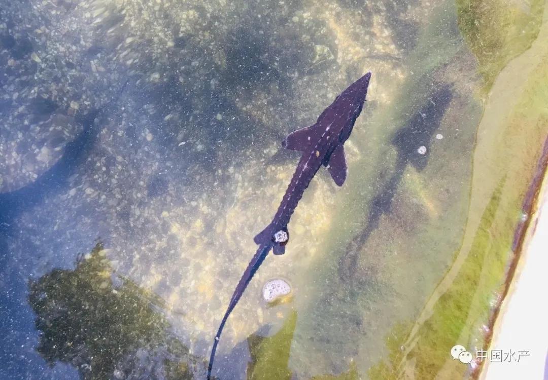 科普贴！冷泉水分段养殖虹鳟鱼、史氏鲟技术探讨