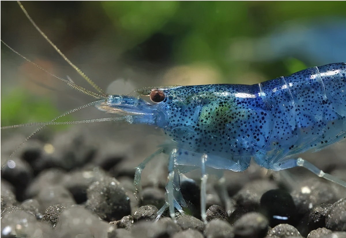 蓝魔虾的繁殖方式,蓝魔虾的种类,蓝魔虾的养殖方式,如何购买蓝魔虾_齐家网