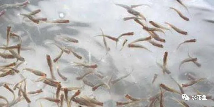 浮游动物与水产养殖:不能多也不能少,保障水生态系统的生物平衡