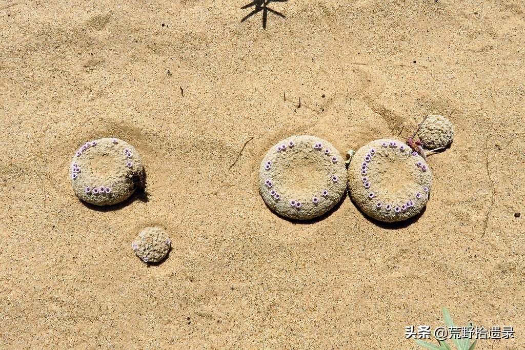 網絡熱傳生物 穗沙菰Pholisma sonorae - 頭條匯