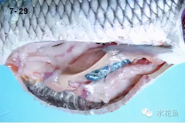 鱼类肝胆综合症病因分析与防治：既要鱼儿长得好，又要鱼儿发病少