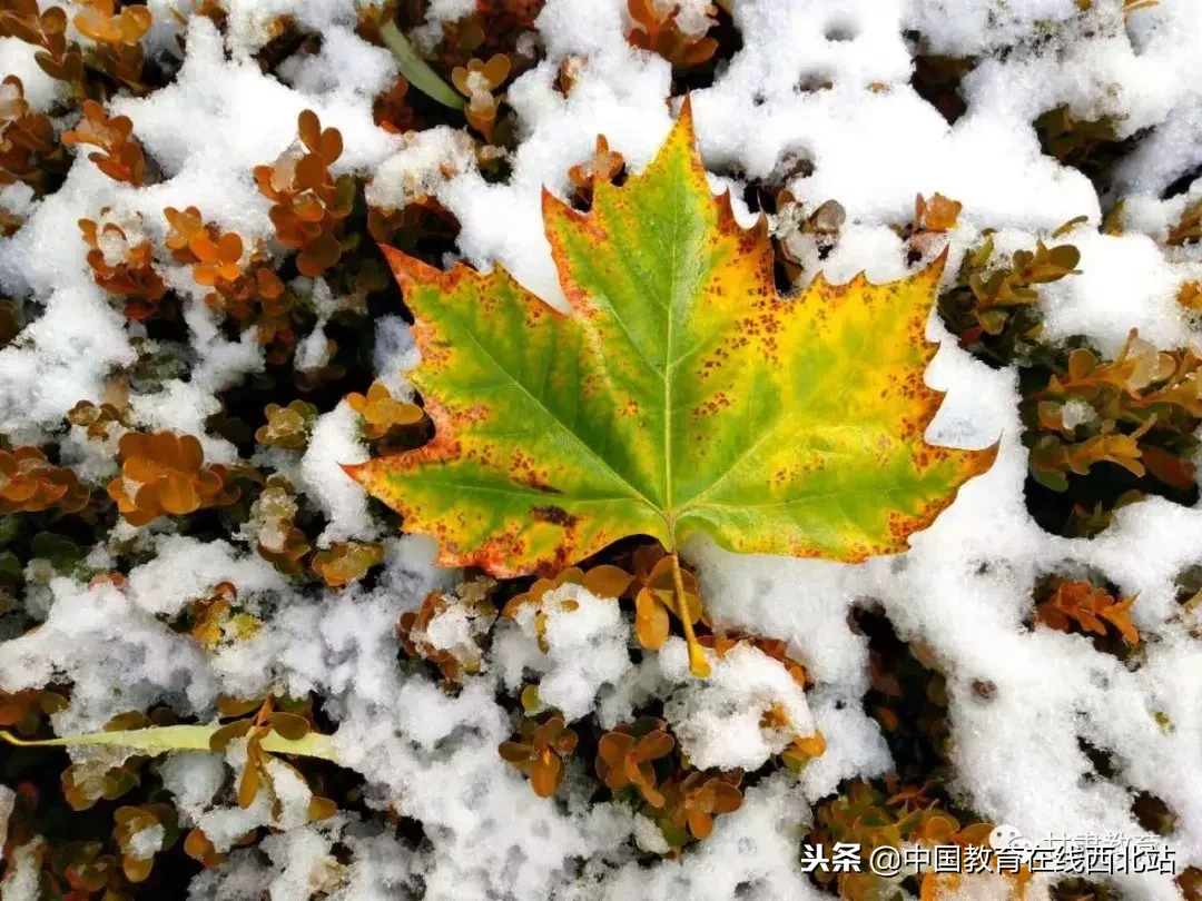 甘肃初雪|甘肃18所高校初学雪景大PK,快来看看有你的母校没?