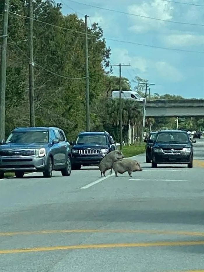 Atlas | Eider down takes the advantage that buys big drop, be clear at a glance with a ha is breathed out