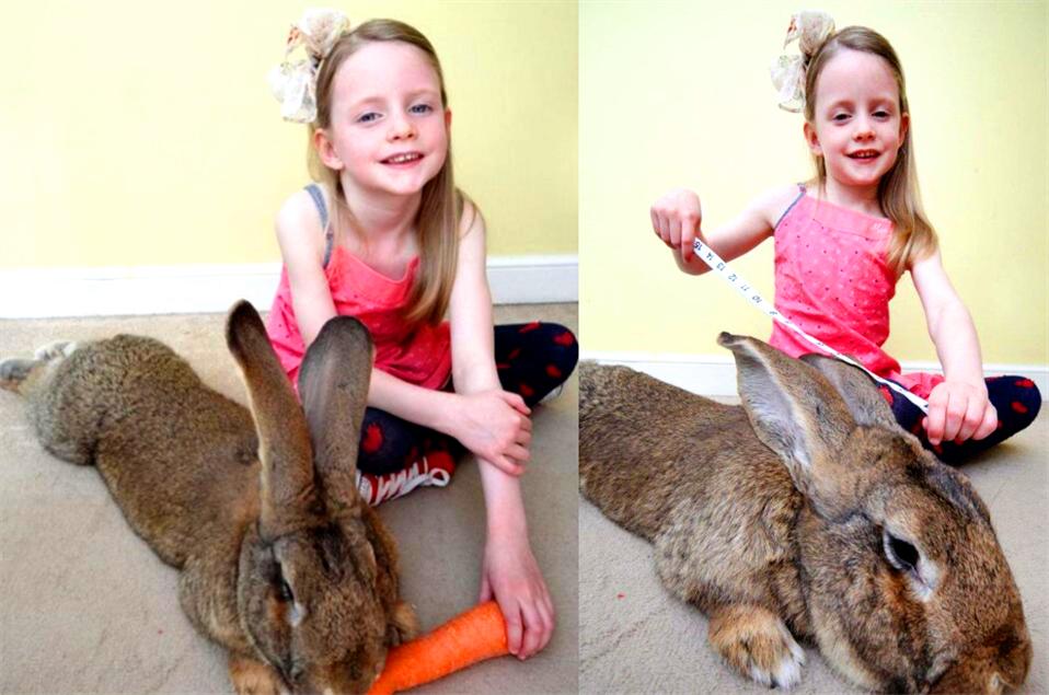 129 cm, the world's largest rabbit was stolen?The host offers a reward