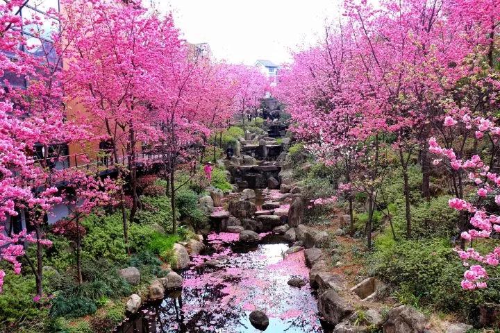 诗词里的10座“樱花之城”，城城秒杀北海道