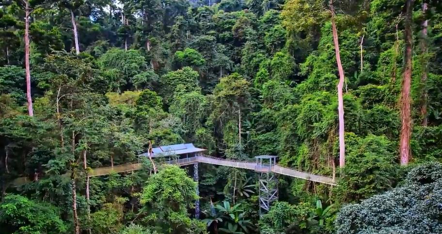 雲南西雙版納江河裏的神秘生物“吸血毯”